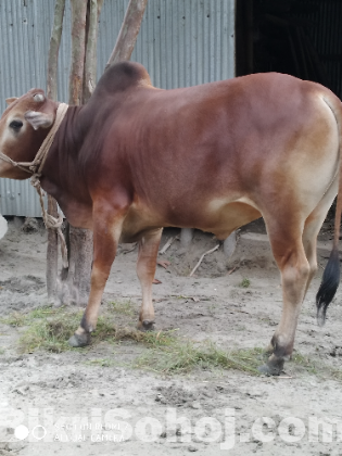 দেশি আড়িয়া গোরু।